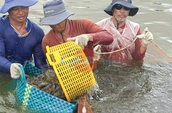 Thu về tiền tỷ với mô hình nuôi tôm hiệu quả của anh Thật (Cà Mau) – Bí quyết đến từ quy trình chăm sóc tối ưu