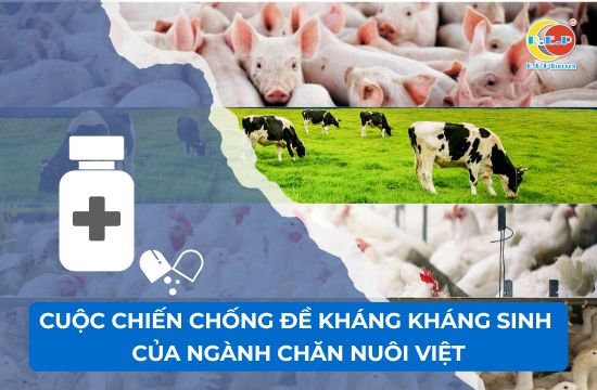 CUỘC CHIẾN CHỐNG ĐỀ KHÁNG KHÁNG SINH CỦA NGÀNH CHĂN NUÔI VIỆT