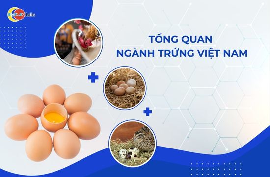 Tổng quan ngành trứng Việt Nam